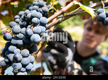 23 septembre 2019, Brandenburg, Potsdam : les 17 ans de Leon (qui effectue une partie de sa volontaire écologique ici) coupe les raisins de la variété 'Régent' au début de la vendange rouge au Royal Vineyard. Les raisins noirs sont transformés en un vin rouge sec, qui sera vendu à la Royal Wine Festival sur le deuxième week-end de juillet 2020. Le Winzerberg appartient à la Stiftung Preußische Schlösser und Gärten Berlin-Brandenburg (Palais et jardins prussiens de Berlin-brandebourg Fondation), est maintenue par un sponsoring association et a fait partie de la culture mondiale de Potsdam herit Banque D'Images