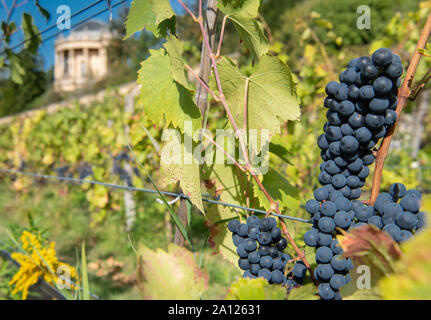 23 septembre 2019, Brandenburg, Potsdam : Raisins du 'Régent' variété accrocher sur la vigne vignoble royal au cours de la red vintage. Les raisins noirs sont transformés en un vin rouge sec, qui sera vendu à la Royal Wine Festival sur le deuxième week-end de juillet 2020. Le Winzerberg sous le Belvédère (l) appartient à la Stiftung Preußische Schlösser und Gärten Berlin-Brandenburg, est maintenue par un sponsoring association et a fait partie du patrimoine mondial culturel de Potsdam depuis 1990. Photo : Soeren Stache/dpa-Zentralbild/ZB Banque D'Images