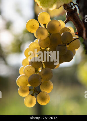 23 septembre 2019, Brandenburg, Potsdam : un raisin de la variété 'Phoenix' se bloque pendant la récolte du vin rouge au royal vignoble sur la vigne. La lumière les raisins sont transformés en une tarte avec du vin blanc, qui est d'être vendu à la Royal Wine Festival sur le deuxième week-end de juillet 2020. Le Winzerberg appartient à la Stiftung Preußische Schlösser und Gärten Berlin-Brandenburg (Palais et jardins prussiens de Berlin-brandebourg Fondation), est maintenue par un sponsoring association et a fait partie du patrimoine mondial culturel de Potsdam depuis 1990. Photo : Soeren Stache/dpa-Zentralbild/dpa Banque D'Images