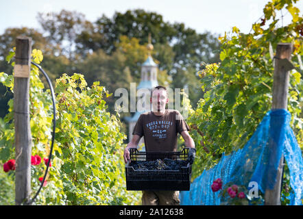 23 septembre 2019, Brandenburg, Potsdam : jardinier Fabian transporte les raisins de la variété 'Régent' pour le point de rencontre au début de la récolte du vin rouge au Royal Vineyard. Les raisins noirs sont transformés en un vin rouge sec, qui sera vendu à la Royal Wine Festival sur le deuxième week-end de juillet 2020. Le Winzerberg appartient à la Stiftung Preußische Schlösser und Gärten Berlin-Brandenburg (Palais et jardins prussiens de Berlin-brandebourg Fondation), est maintenue par un sponsoring association et a fait partie du patrimoine mondial culturel de Potsdam depuis 1990. Photo : Soeren Stache/dpa-Zent Banque D'Images