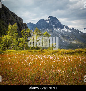 Vue depuis la vallée dans Renndalen Trollheimen montagnes, parc national norvégien de summertime. Banque D'Images