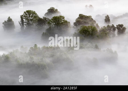 Premiers rayons de soleil sur la forêt de brouillard Banque D'Images