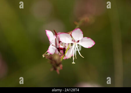 Oenothera lindheimeri, connu sous le nom d'Beeblossom de Lindheimer, gaura blanche, gaura rose, l'algue de Lindheimer et la plume indienne, originaire du Sud des États-Unis. Banque D'Images