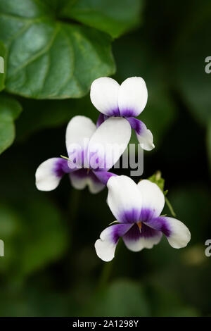 Viola hederacea (Viola hederacea), une espèce de violet originaire d'Australie. Banque D'Images