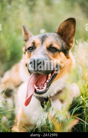 Funny Dog Sitting dans l'herbe verte. Gentil animal. Smiling Dog avec la langue. Close Up Portrait. Banque D'Images