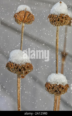 De Macro fleurs altérées de Phlomis Russiliana snowhats avec en hiver Banque D'Images