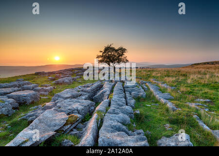 Magnifique coucher de soleil sur un seul arbre d'aubépine, fruit d'un lapiez au Winskill pierres dans le Yorkshire Dales Banque D'Images