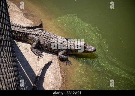 Un alligator au bord d'un étang dans un zoo privé du Michigan. Banque D'Images