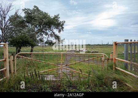 Teesmouth National Nature Reserve, Hartlepool, Angleterre. Banque D'Images