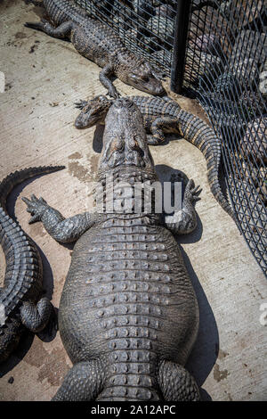 Une congrégation d'alligators américains reposant à côté d'un étang à l'enceinte d'un zoo privé dans le Michigan. Banque D'Images