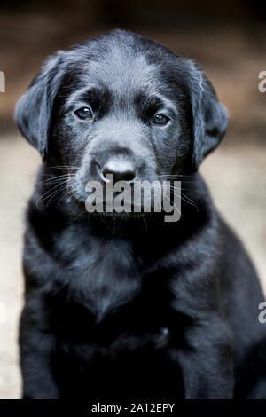 Chiot Labrador noir looking at camera. Banque D'Images