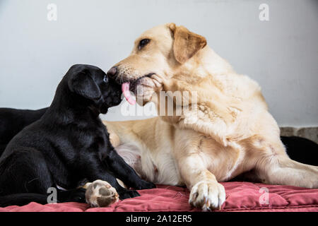 Close up of Golden Labrador chiot Labrador noir lécher son nez. Banque D'Images
