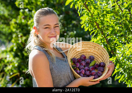 Portrait of a 13 year old girl holding un panier de prunes Banque D'Images