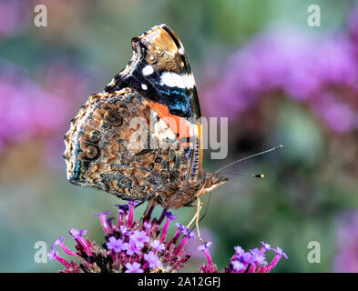 Face inférieure d'un papillon Vulcain (Vanessa atalanta) car il se nourrit d'une fleur de verveine Banque D'Images