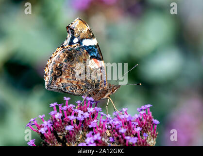 Face inférieure d'un papillon Vulcain (Vanessa atalanta) car il se nourrit d'une fleur de verveine Banque D'Images