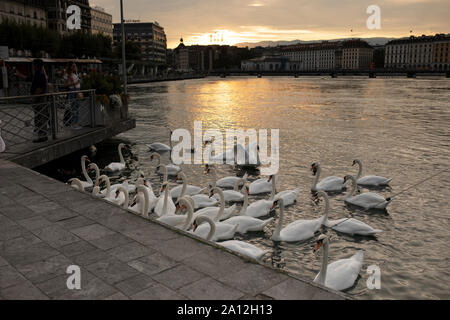 Les cygnes se rassemblent pour être nourris par les touristes au coucher du soleil le long du lac Léman dans la ville de Genève, en Suisse. Banque D'Images