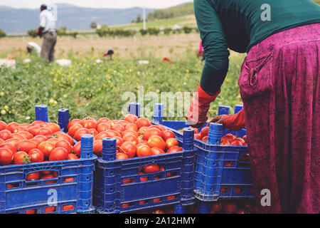 Les tomates cueillies dans des caisses sur le terrain Banque D'Images