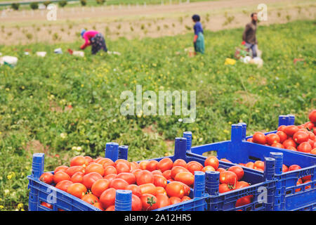 Les tomates cueillies dans des caisses sur le terrain Banque D'Images