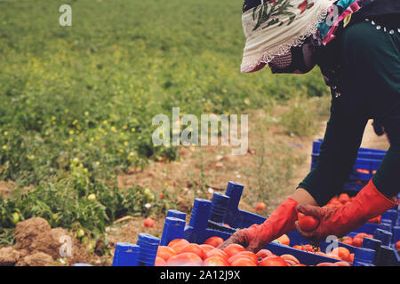 Les agriculteurs picks une récolte de tomates et les met dans une boîte dans un jardin potager. Dans le domaine de la récolte, les produits biologiques Banque D'Images