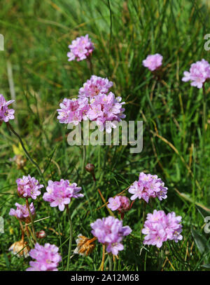Armeria maritima, communément connu sous le nom de l'épargne, le sea thrift ou la mer fleurs rose au printemps, Cornwall, England, UK Banque D'Images