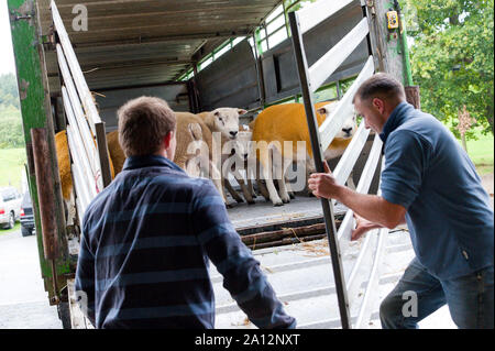 Llanelwedd, Powys, au Royaume-Uni. 23 septembre 2019. Les béliers sont chargés jusqu'après la vente aux enchères. La NSA (National Sheep Association) Wales & Border Ram vente a lieu au Royal Welsh Showground dans Powys, Pays de Galles, Royaume-Uni. Deux ans de galles & Border Ram Ventes sont tenues chaque année : un début en août et le principal d'entre eux en septembre. Autour de 4 500 races de béliers sur 30 seront en vente. © Graham M. Lawrence/Alamy Live News Banque D'Images