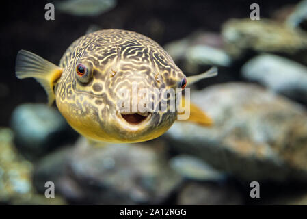 Puffer Tetraodon Mbu (mbu), un poisson-globe carnivores aussi appelé un géant, à l'eau douce puffer Aquarium de Géorgie à Atlanta, Géorgie. (USA) Banque D'Images