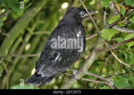 Jeune de Corneille noire (Corvus corone corone) lors de Waltrop Banque D'Images