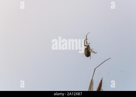 Une araignée a attrapé un insecte volant dans son site web et le suce Banque D'Images