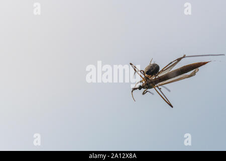 Une araignée a attrapé un insecte volant dans son site web et le suce Banque D'Images