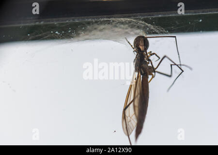 Une araignée a attrapé un insecte volant dans son site web et le suce Banque D'Images