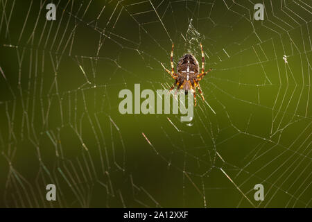 Garten-Kreuzspinne Gartenkreuzspinne Kreuzspinne,, Gemeine lauert in Ihrem Netz, Radnetz Araneus diadematus, croix, orbweaver, araignée des jardins, Banque D'Images