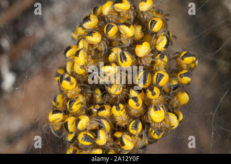 Garten-Kreuzspinne, im Jungtiere Jungspinne Jungspinnen Kokon,,, Gartenkreuzspinne Kreuzspinne, Gemeine, Araneus diadematus, l'orbweaver, Banque D'Images