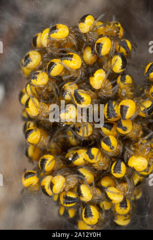 Garten-Kreuzspinne, im Jungtiere Jungspinne Jungspinnen Kokon,,, Gartenkreuzspinne Kreuzspinne, Gemeine, Araneus diadematus, l'orbweaver, Banque D'Images