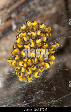 Garten-Kreuzspinne, im Jungtiere Jungspinne Jungspinnen Kokon,,, Gartenkreuzspinne Kreuzspinne, Gemeine, Araneus diadematus, l'orbweaver, Banque D'Images