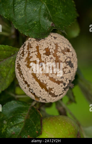 Fruchtfäule Frucht-Fäule, Pilz, un Monilia-Fruchtfäule Kernobstmonilia Apfel,,, Pilzkrankheit Pilzkrankheiten, Monilia fructigena, Monilinia, fructige Banque D'Images