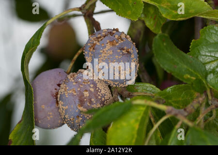 Fruchtfäule Frucht-Fäule, Pilz, un Monilia-Fruchtfäule Kernobstmonilia Pflaume,,, Pilzkrankheit Pilzkrankheiten Monilia fructigena,,, Monilinia fructi Banque D'Images