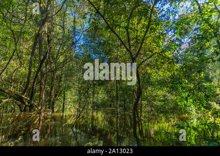 La forêt tropicale brésilienne à la fin de la saison des pluies en mai, le développement durable, la réserve de Mamirauá Rio Japurá,Tefé, état d'Amazonie, Brésil, Amérique Latine Banque D'Images