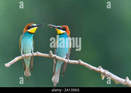European Bee Eater, oiseau, oiseaux de la vie sauvage Banque D'Images