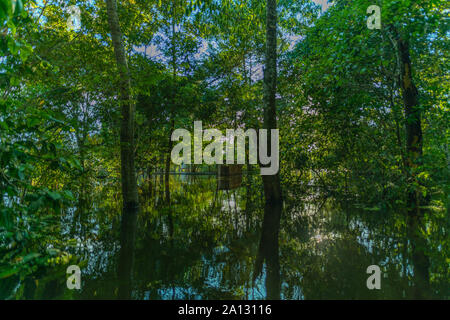 La forêt tropicale brésilienne à la fin de la saison des pluies en mai, le développement durable, la réserve de Mamirauá Rio Japurá,Tefé, état d'Amazonie, Brésil, Amérique Latine Banque D'Images