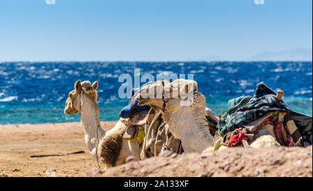 Deux chameaux se trouvent sur la côte de Mer en Egypte Dahab South Sinai Banque D'Images