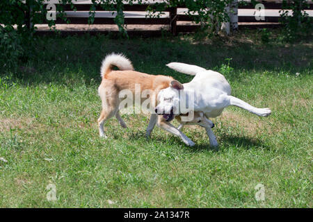 Cute laika de Sibérie occidentale et du labrador retriever jouent dans le parc de l'automne. Animaux de compagnie. Chien de race pure. Banque D'Images