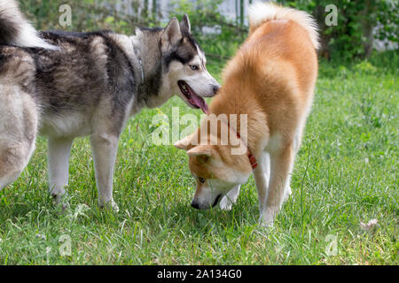 Cute husky de Sibérie et akita inu chiot jouent sur une herbe verte dans le parc. Animaux de compagnie. Chien de race pure. Banque D'Images