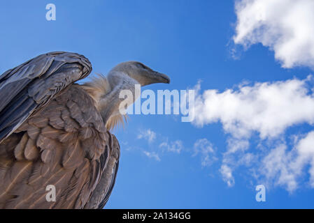 Vue d'ensemble vers le vautour fauve (Gyps fulvus) contre le ciel bleu avec des nuages blancs Banque D'Images