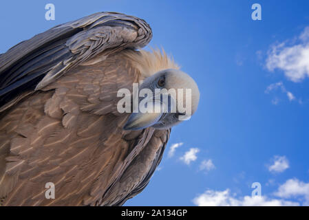 Vue d'ensemble vers le vautour fauve (Gyps fulvus) à la recherche de proies vers le bas contre le ciel bleu avec des nuages blancs Banque D'Images