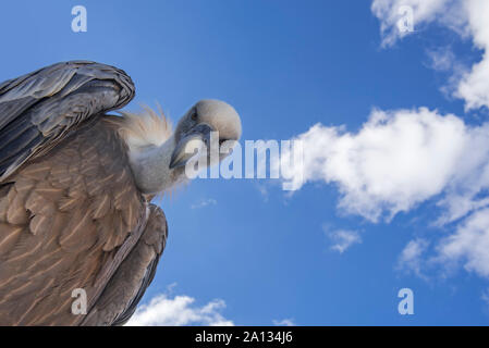 Vue d'ensemble vers le vautour fauve (Gyps fulvus) à la recherche de proies vers le bas contre le ciel bleu avec des nuages blancs Banque D'Images