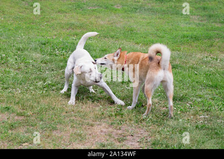 Laika de Sibérie occidentale et du labrador retriever jouent dans le parc de l'automne. Animaux de compagnie. Chien de race pure. Banque D'Images