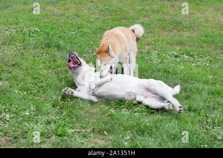 Labrador Retriever et laika de Sibérie occidentale jouent dans le parc de l'automne. Animaux de compagnie. Chien de race pure. Banque D'Images