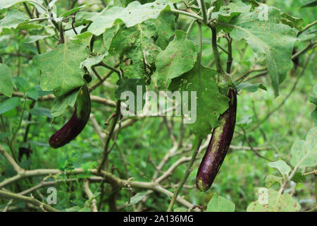 Deux Purple Aubergine sur l'arbre dans le jardin Banque D'Images