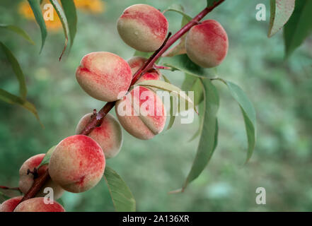 Branche de l'abricot avec des fruits mûrs et des feuilles Banque D'Images