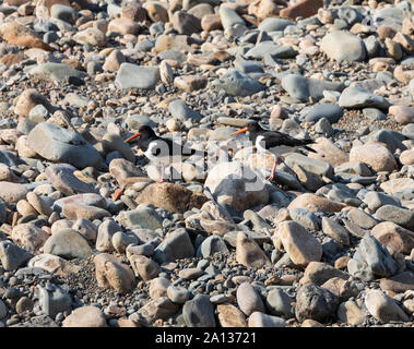 Les huîtriers, Haematopus ostralegus, sur Rawthey Sedburgh près de la rivière, Cumbria Banque D'Images